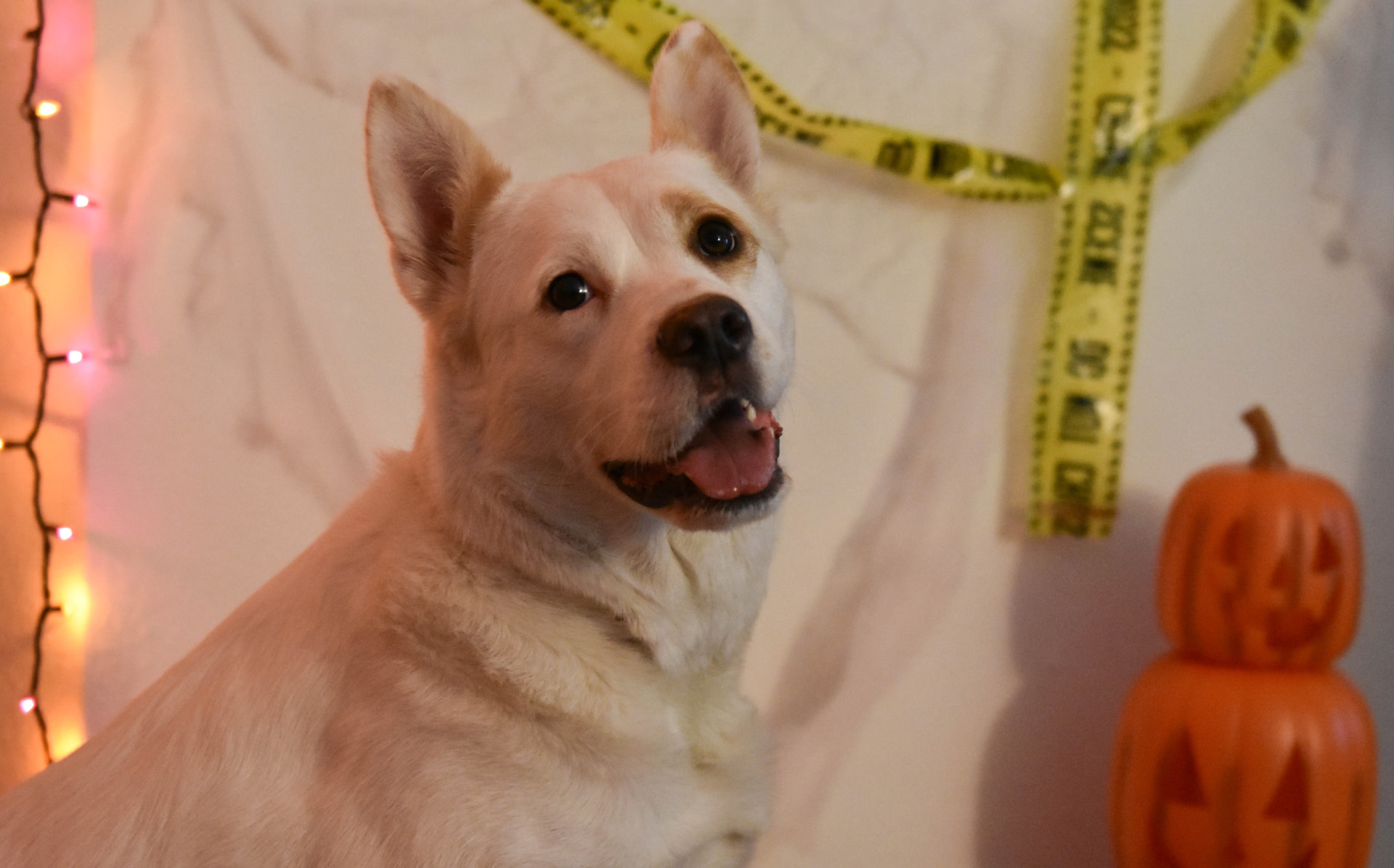 Cream-coloured dog beside a Halloween display of pumpkins and warm lights