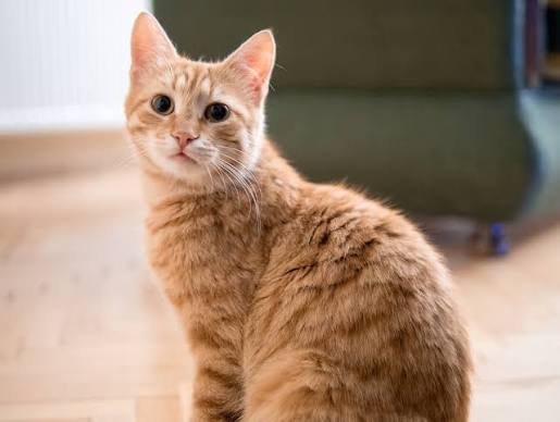Ginger tabby cat sitting on a wooden floor, looking at the camera