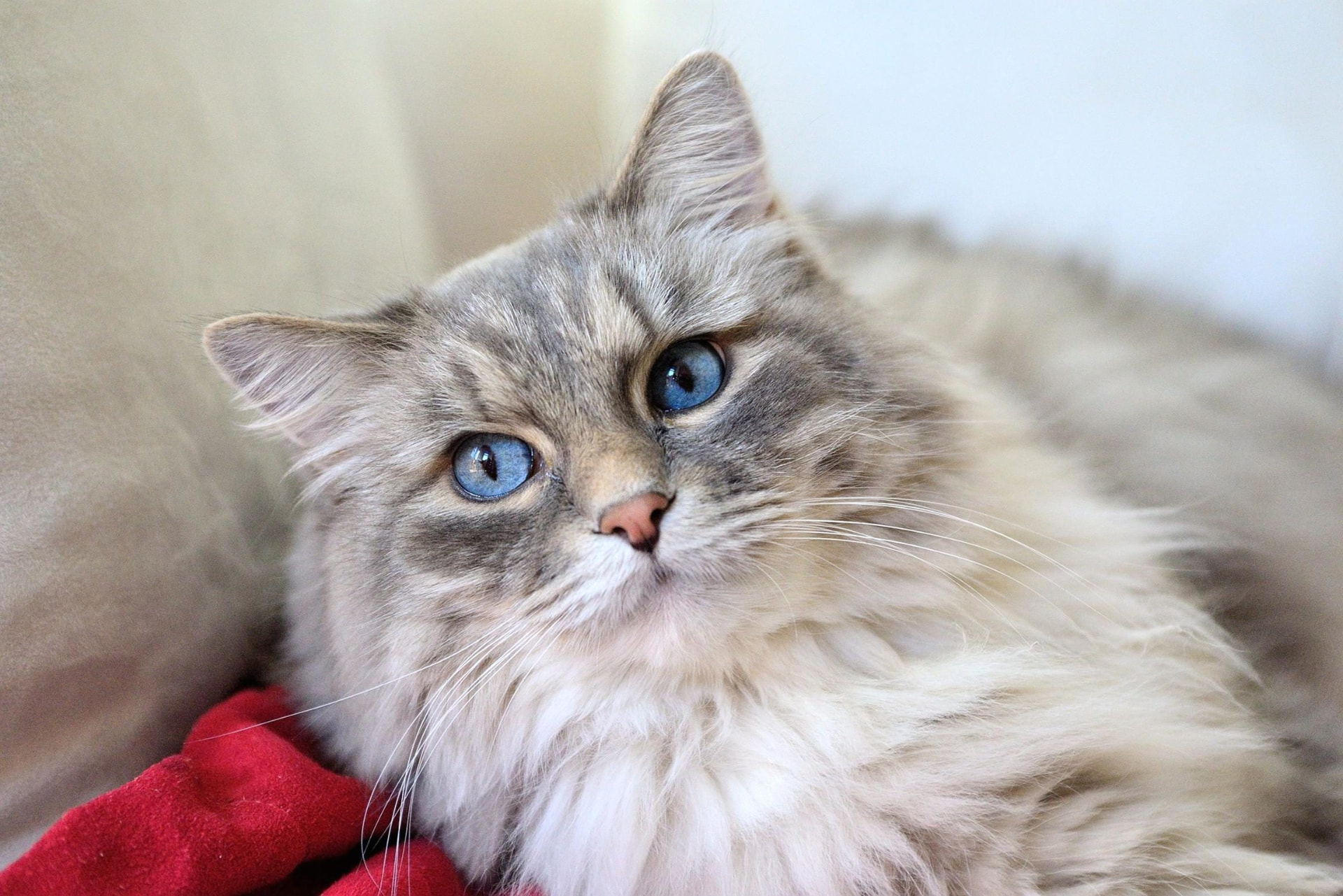 Long-haired cream cat with blue eyes resting on a sofa beside a red cloth