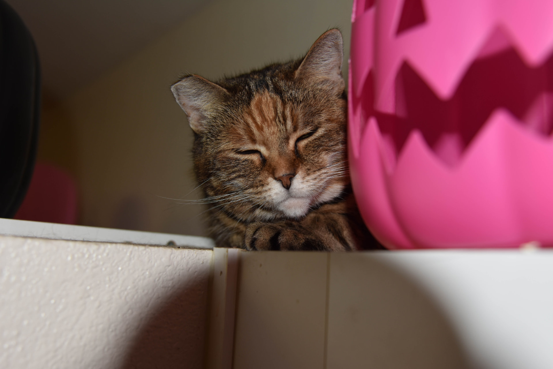 Tabby cat resting on a white cabinet beside a pink pumpkin bucket