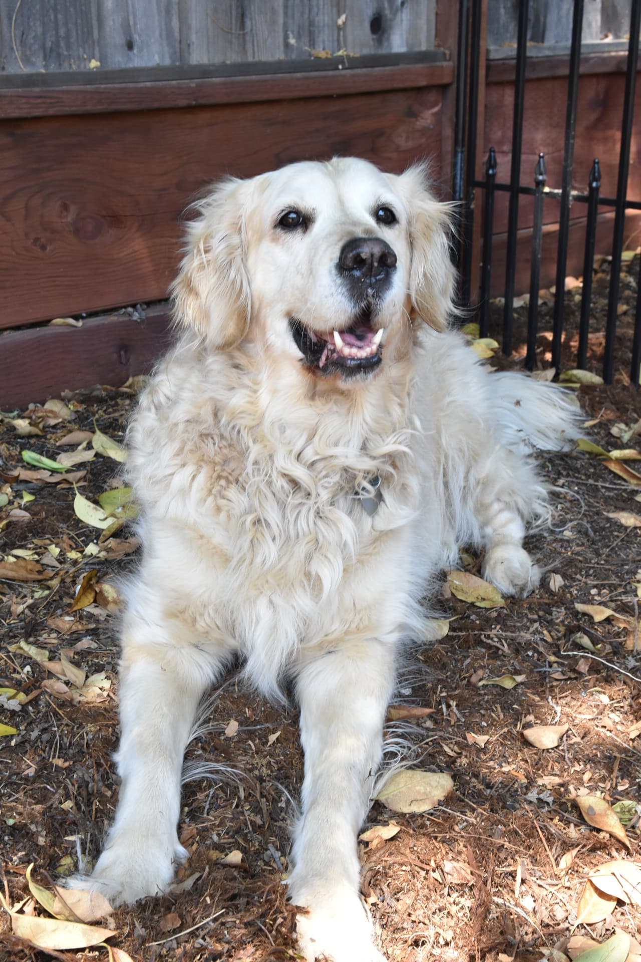 Cream golden retriever resting on wood mulch and fallen leaves