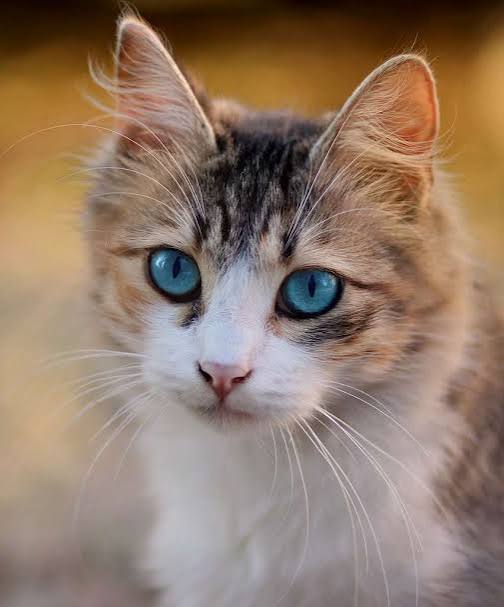 Tabby and white kitten with blue eyes sitting in warm golden light