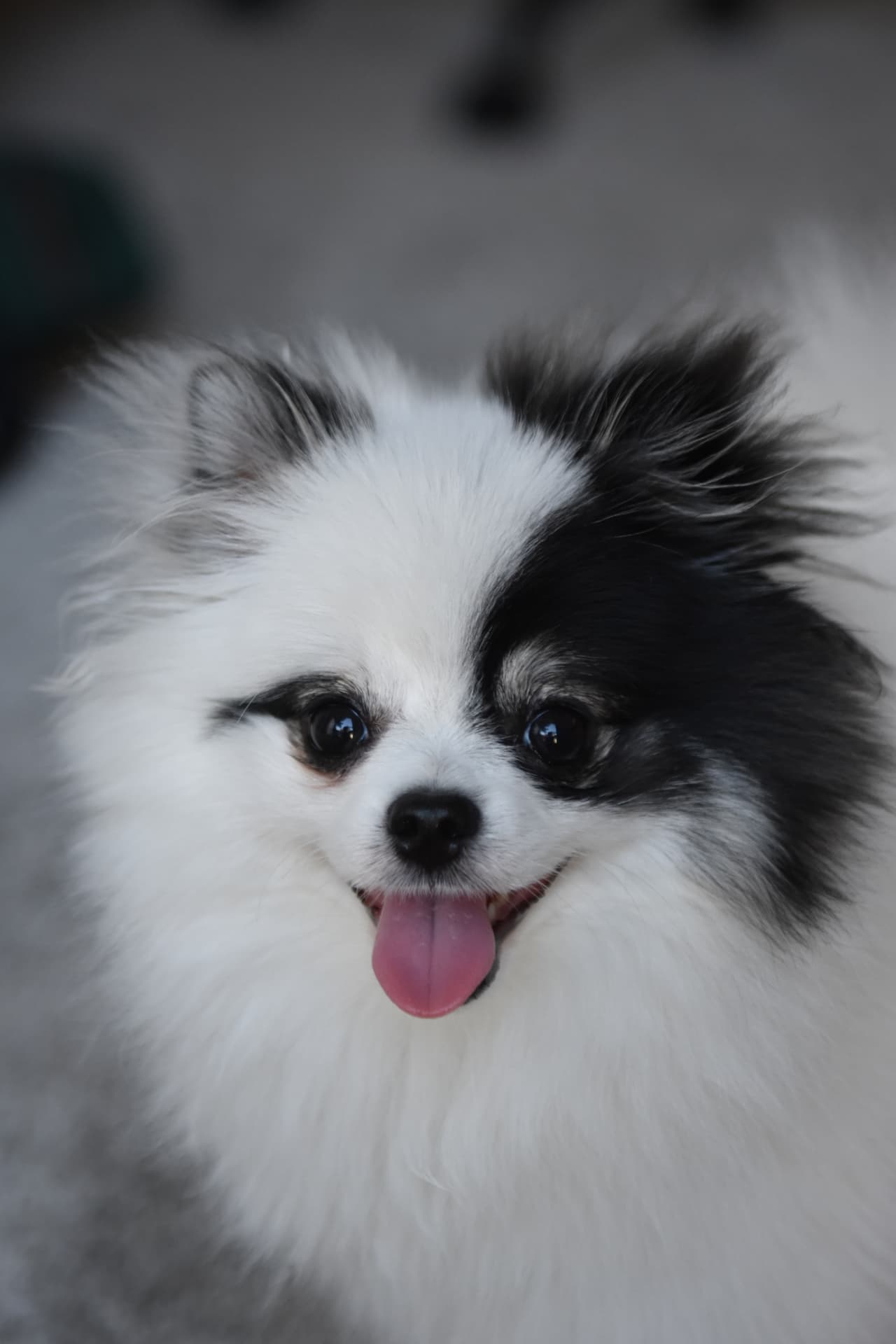 Parti-coloured Pomeranian with a black patch over one eye, tongue out