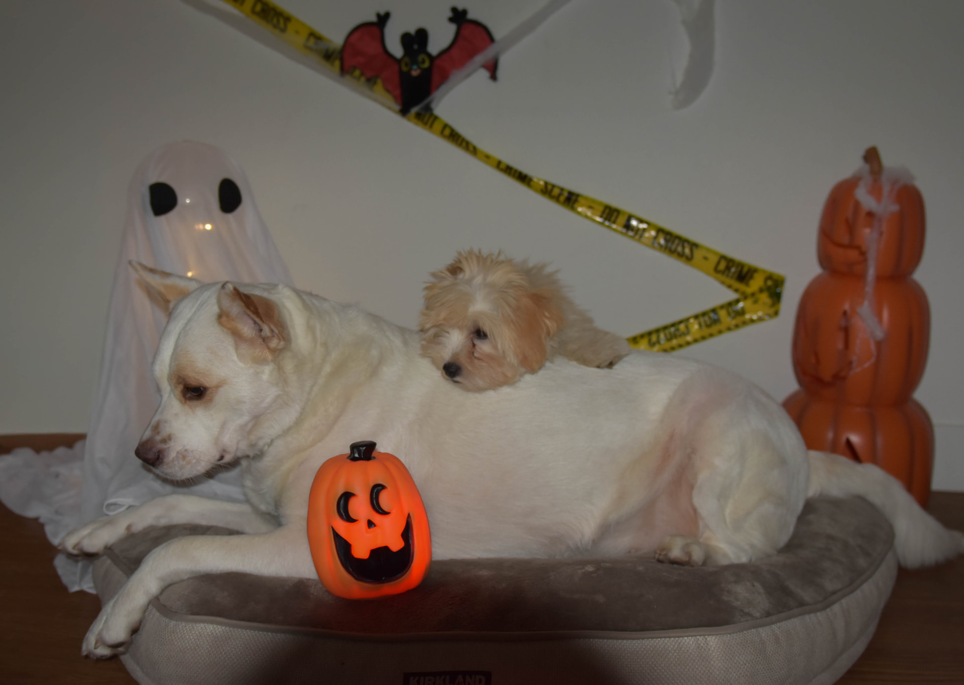 Two dogs resting together on a pet bed among Halloween decorations