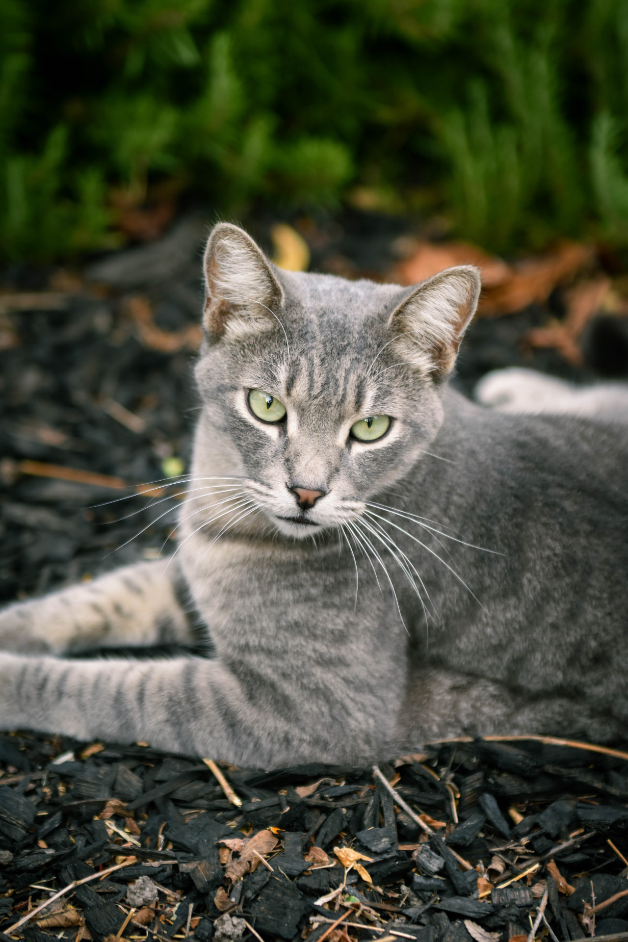 Grey tabby cat with light green eyes resting on dark mulch