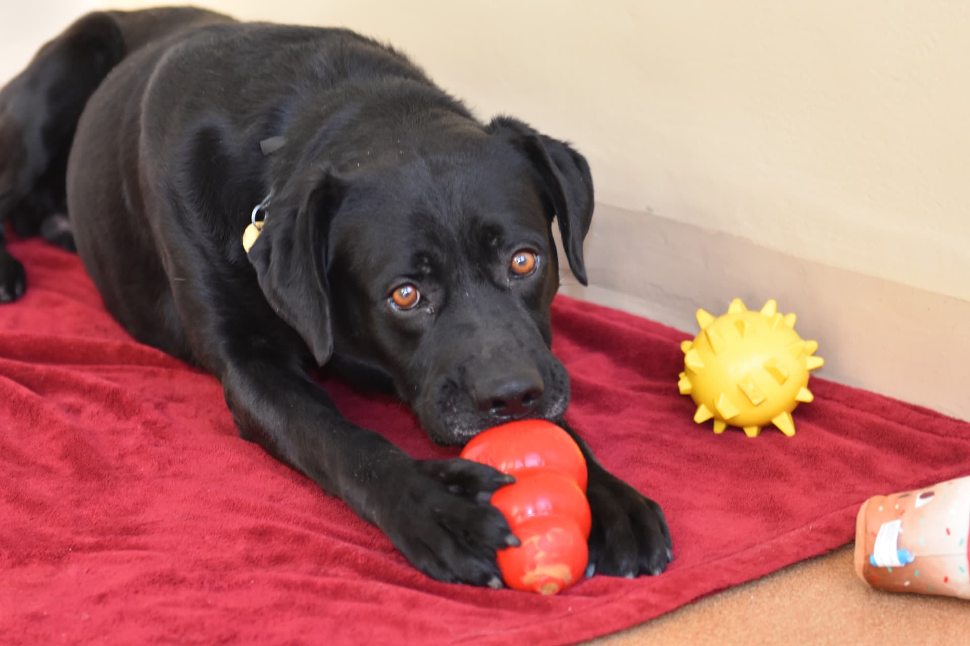 Black Labrador with amber eyes lying on a red blanket with toys nearby