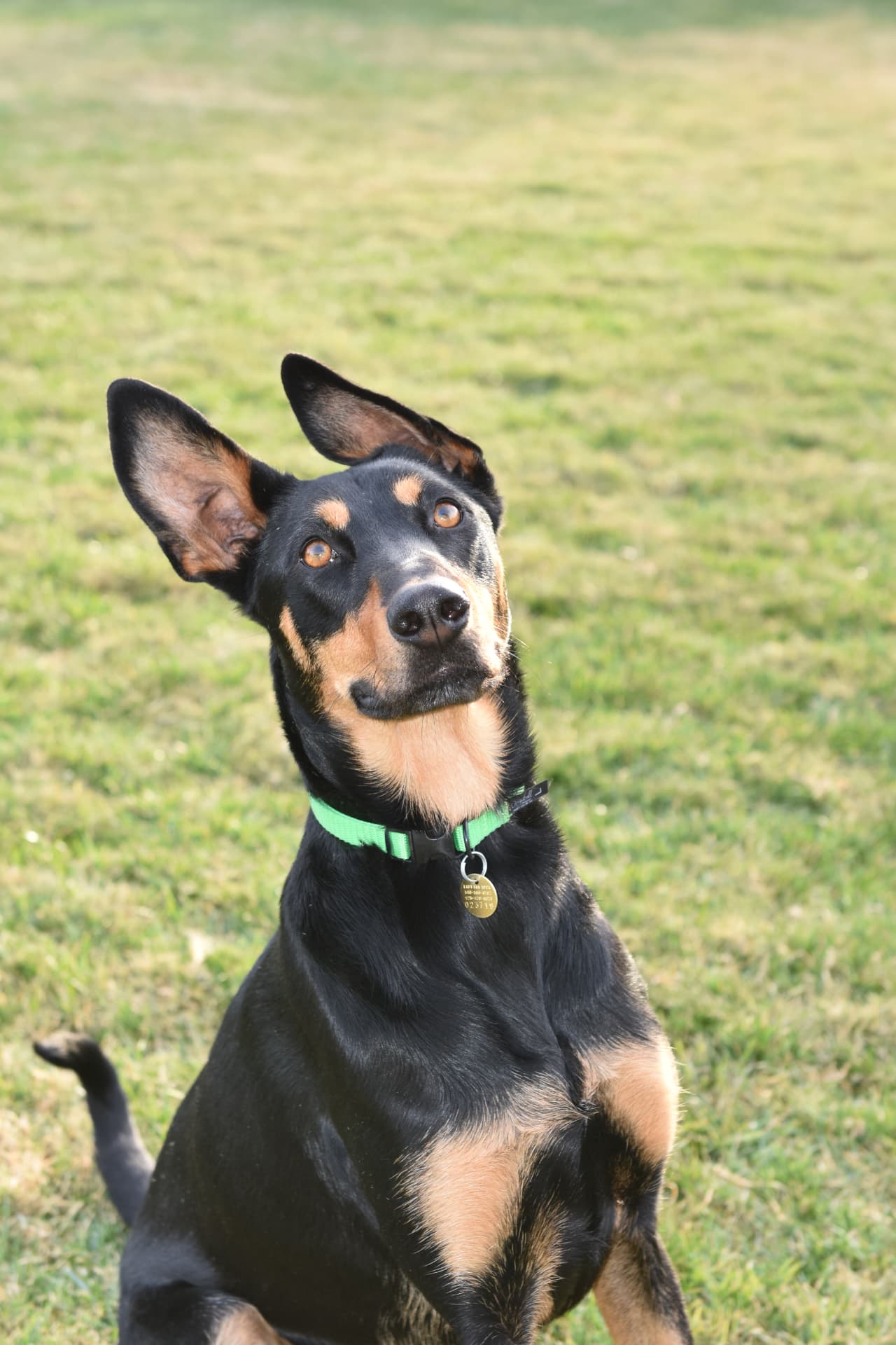 Black and tan dog with a green collar sitting on a lawn, head tilted